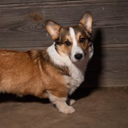 Norman - Pembroke Welsh Corgi