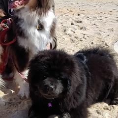 Australian Shepherds and Chow Chow from Calypso Kennel