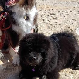 Australian Shepherds and Chow Chow from Calypso Kennel