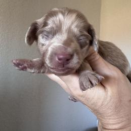 Turner - Dapple male Dachshund puppy in Bentonville, Arkansas from T & D Dachshunds by design