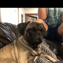 Patrick - Pug