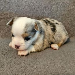 AKC Oliver - Blue merle male Chihuahua puppy in Newport, Maine from Pinewood Acres Chihuahuas