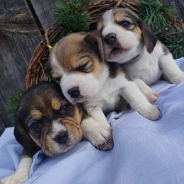 Beagle puppies from Rosehaven Homestead