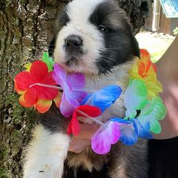 Black female - Mahogany and white female Saint Bernard puppy in New Philadelphia, Ohio from Fletchers Saints
