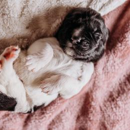 Newfoundland Puppies from Kinson Ridge Giants
