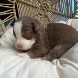 Jane - Red tri-color female Australian Shepherd puppy in Grants Pass, Oregon from Carmel Mountain Aussies