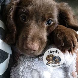 Hades - Chocolate and tan male Dachshund puppy in Hoquiam, Washington from Heyd's Mini Dachshunds