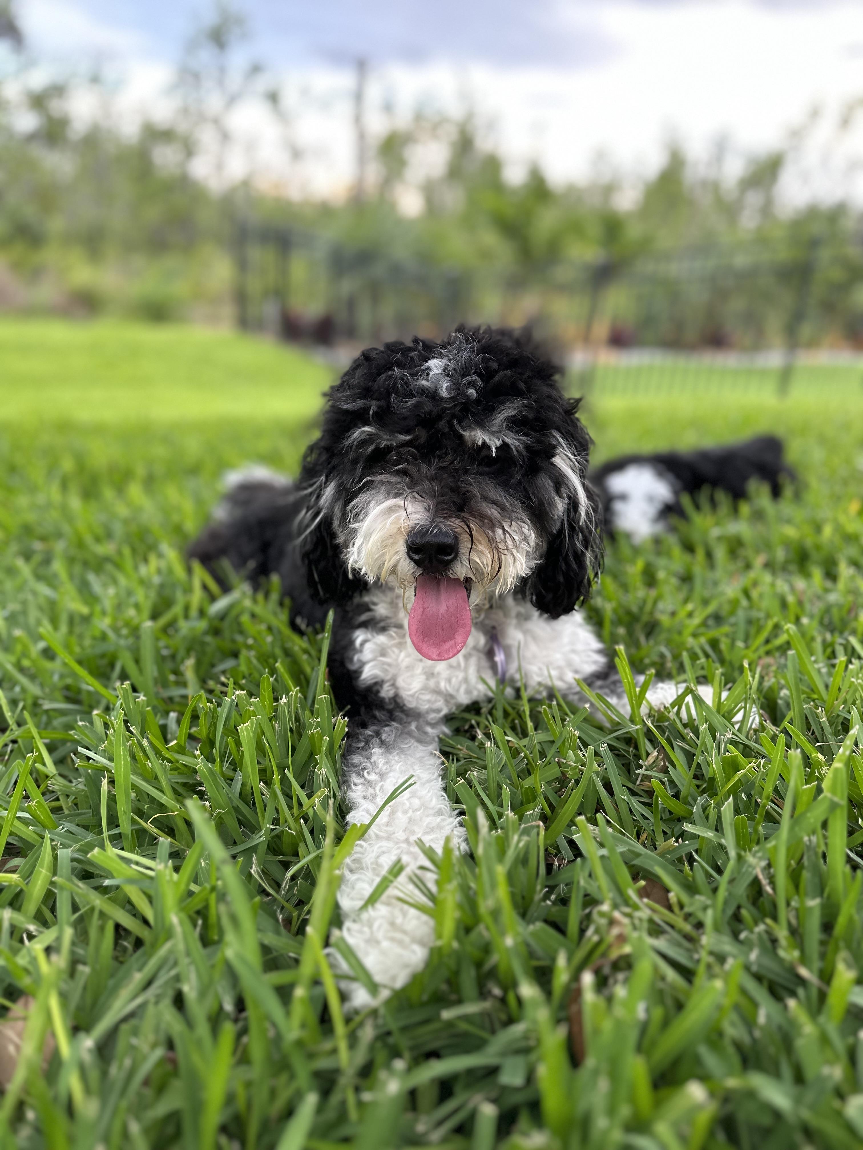 Bernedoodle Bunch in Florida Bernedoodle puppies Good Dog