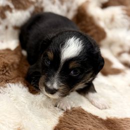 Green collar - Black tri male Miniature Australian Shepherd puppy in 32046, Florida from River Hill Ranch