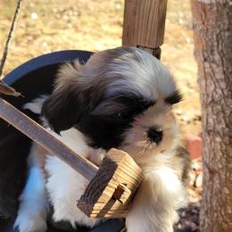 Shih Tzu and West Highland White Terrier Puppies from Westies of Morrison