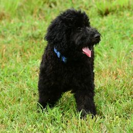 Sheepadoodle Puppies from Riley Grace Puppies