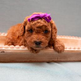Assorted Doodle Crosses, Aussiedoodle, Golden Aussiedoodle, Goldendoodle, and Sheepadoodle Puppies from Goldendoodledoo Farms