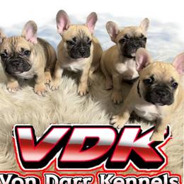 French Bulldog Puppies from Von Darr Kennels