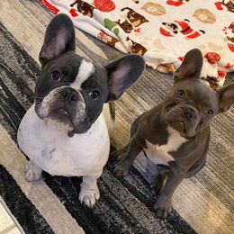 French Bulldogs from Hill Country French Bulldog