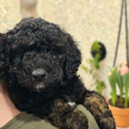 Ganges - Phantom male Bernedoodle puppy in Marshall, Michigan from Whispering Aspen Homestead