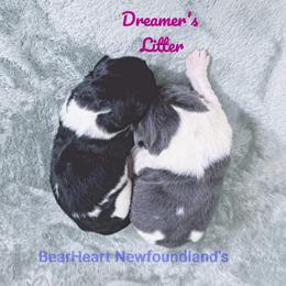Starlight - White and black female Newfoundland puppy in Cortez, Colorado from Bear Heart Newfoundlands, LLC