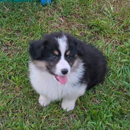 Mako - Black and tan male Pembroke Welsh Corgi puppy in Rensselaer, Indiana from Sharand MAS and Pembroke Welsh Corgis
