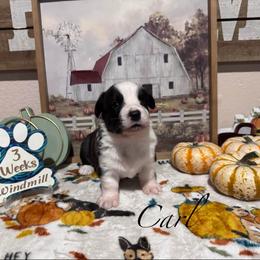 Carl - Brindle and white male Cardigan Welsh Corgi puppy in Cumby, Texas from Windmill Cardigan Welsh Corgis and German Shepherds
