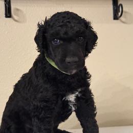 Green - Black male Poodle puppy in Groveland, Florida from Feathers and Hooves Buckley Farms