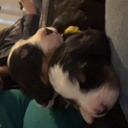 Yellow - Black rust and white female Bernese Mountain Dog puppy in North Grove, Indiana from J&F Country Canines