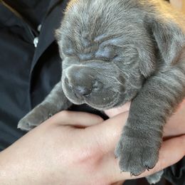 Girl 1 - Cane Corso puppy in Olympia, Washington from Loch and Spruce Cane Corso