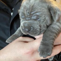 Girl 1 - Cane Corso puppy in Olympia, Washington from Loch and Spruce Cane Corso