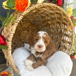 Sweetheart - Caramel red Australian Labradoodle puppy in Palmdale, California from Doodles_Ko