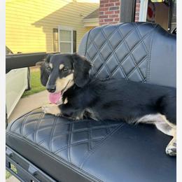 Dachshund All Grown Up from Sarah Linsenmeyer