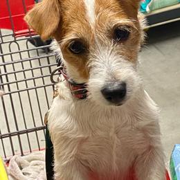 Russell Terrier puppies from Rustling Oaks Jack Russell Terrier’s