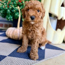Girl 4 - Red  female Goldendoodle puppy in Philadelphia, Mississippi from Oakie Doodles