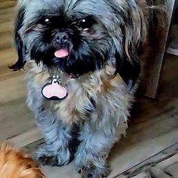 Lizzie - Shih Tzu
