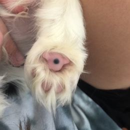 Black Russian Terrier and Cavalier King Charles Spaniel Puppies from Ocean Gem & Guardian Bears