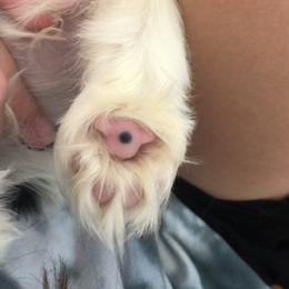 Black Russian Terrier and Cavalier King Charles Spaniel Puppies from Ocean Gem & Guardian Bears