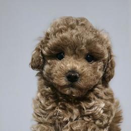 Banana - Red female Maltipoo puppy in San Diego, California from Maltipoos SD