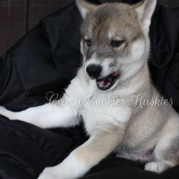 Siberian Husky Puppies from Crazy Cookies Huskies