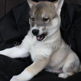 Siberian Husky Puppies from Crazy Cookies Huskies