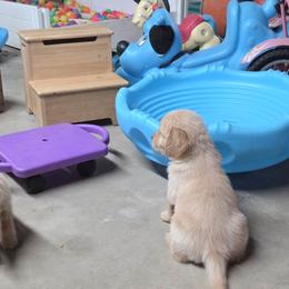 Kiara Boy 4 - Golden male Golden Retriever puppy in Niles, Michigan from Christiana Creek Goldens