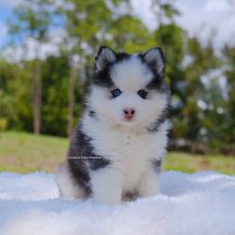 Faye - Gray and white female Pomsky puppy in Loxahatchee, Florida from Cardinal Point Pomskies