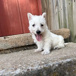 Petal (pink) - Wheaten female Scottish Terrier puppy in Chattanooga, Oklahoma from Lottie Dottie Scottie’s and Papillons