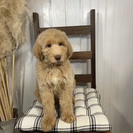 Regal - Cream male Goldendoodle puppy in Hackleburg, Alabama from The Doodle Patch