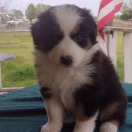 Luna - Black tri-color Australian Shepherd puppy in Wewoka, Oklahoma from OutBack Aussie OutLaws