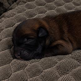 Girl 4 - Black sable female Belgian Malinois puppy in Columbia, South Carolina from Kaizen Ruach Malinois