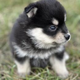 Aphrodite - Black and white female Pomsky puppy in Oak Harbor, Washington from Island Pomskies