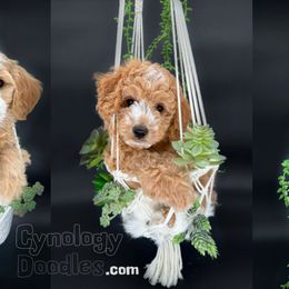 Assorted Doodle Crosses and Goldendoodle Puppies from Cynology Doodles