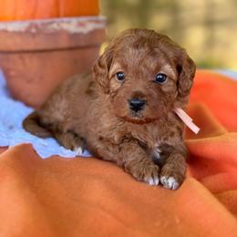 Pink - Red  female Goldendoodle puppy in Hesperia, Michigan from Red Acres Poodles & Doodles