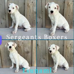 Tsunami - White male Boxer puppy in Madisonville, Texas from Sergeant's Boxers