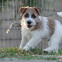Second born - Russell Terrier puppy from Rose In Vale Russell Terriers
