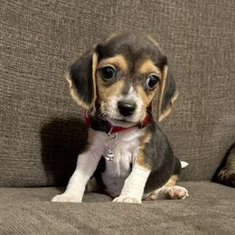 Pocket Beagle Sam - Black tan and white male Beagle puppy in Gentry, Arkansas from HC Puppy Ranch