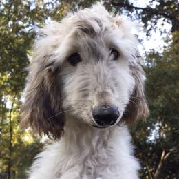 Afghan Hounds from Mozart Afghan Hounds
