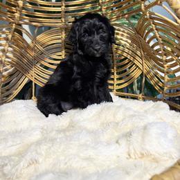Pinot Noir - Girl 3 - Black and white female Aussiedoodle puppy in Pomona, California from Socal Aussiedoodles